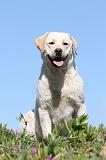 LABRADOR 559